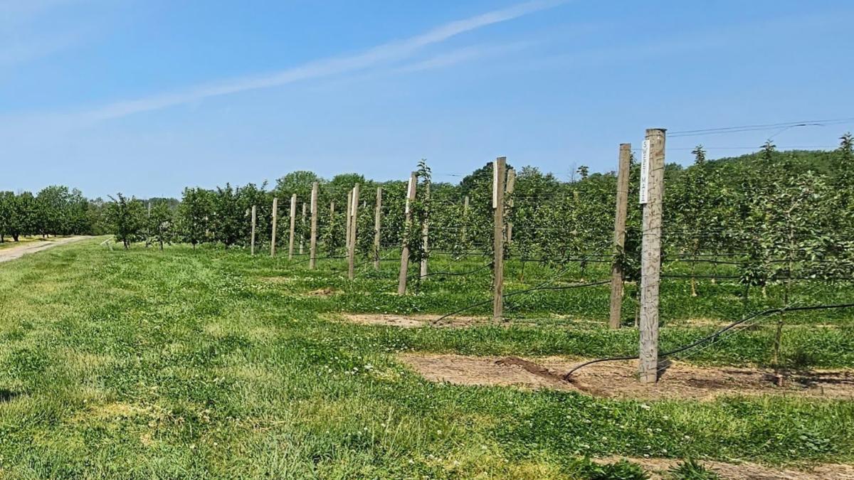 Orchard