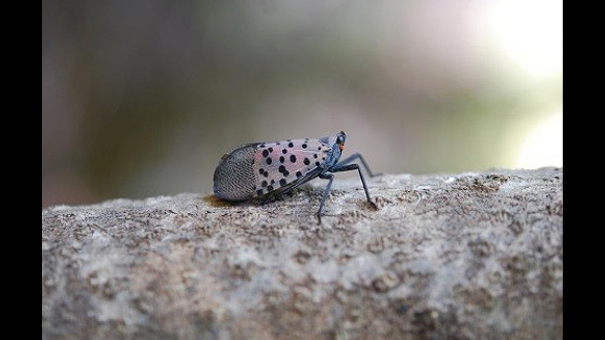 A Spotted Lanternfly