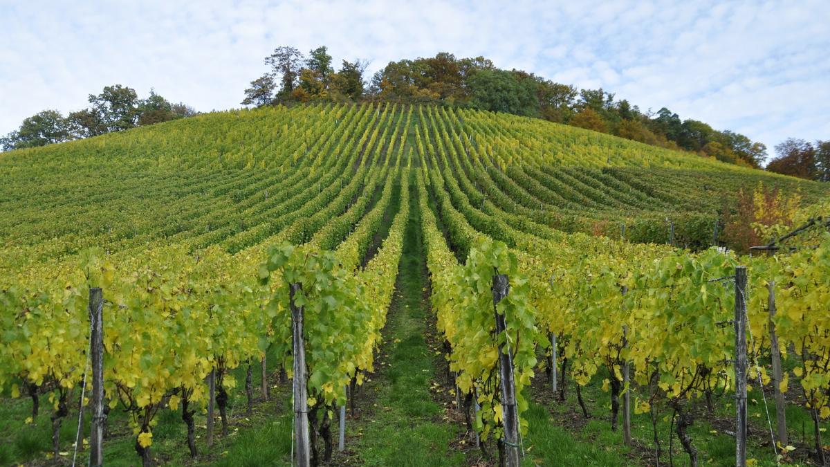 A field of grape vines