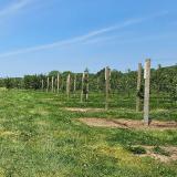 Orchard