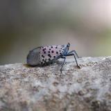 A Spotted Lanternfly