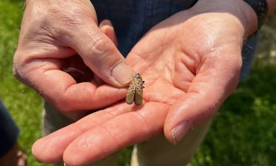 Spotted Lanternfly