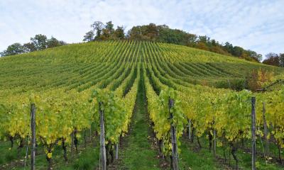 A field of grape vines